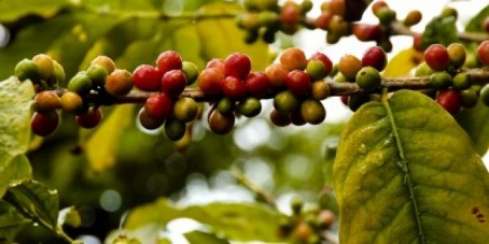 Grandoro Gourmetkaffee Peru Finca Rosenheim Grandoro Gourmetkaffee Peru Finca Rosenheim